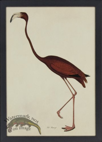 (image for) Tribute BFs 04 -- Flamingo