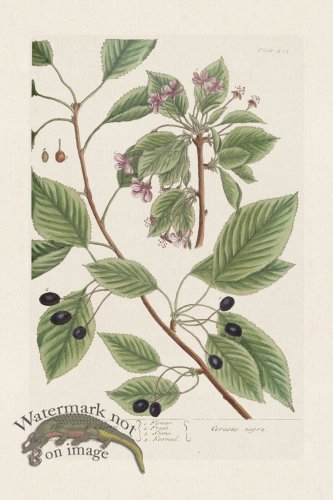 (image for) BEE 425 The Black Cherry