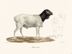 Cuvier 153 Blackheaded Sheep