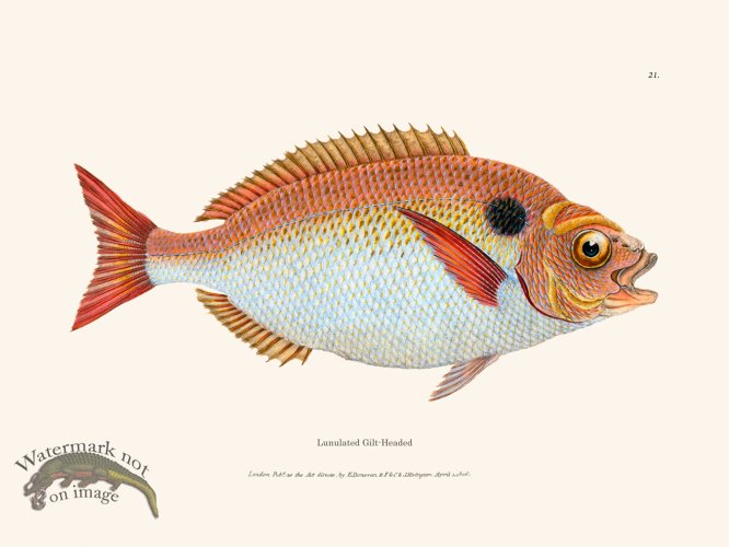 (image for) 021 Lunulated Gilt-Headed