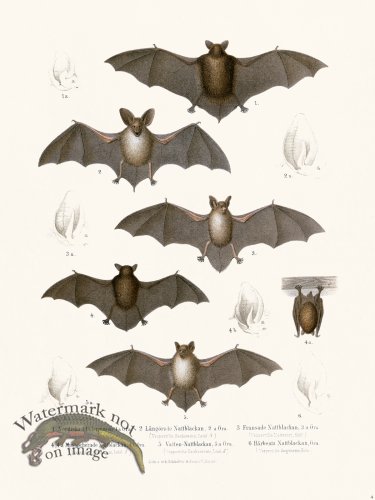 (image for) Bats of the World 04
