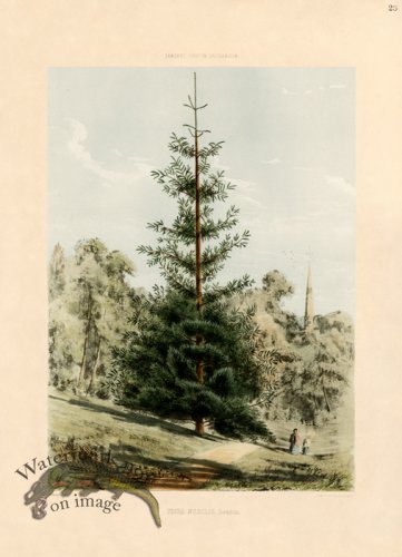 Red Fir