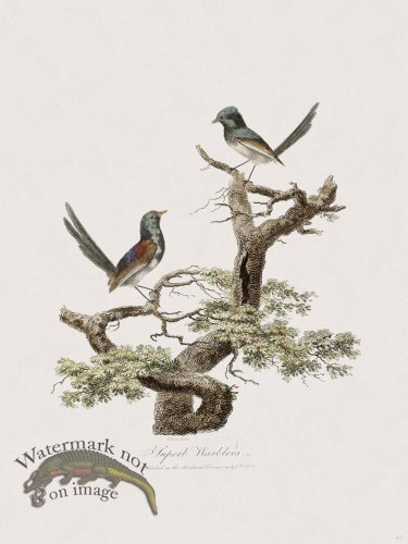 (image for) 41 New Holland Caffowary