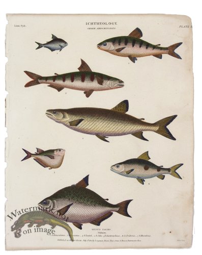 Salmon