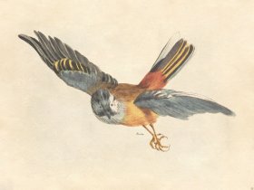 Bunting - Tribute Bd 55 M