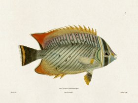 (image for) Werner Fish 003