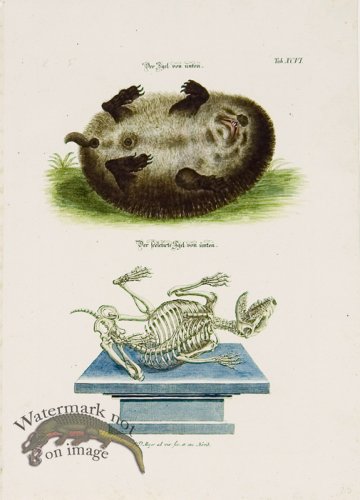 (image for) Meyer Animal 08