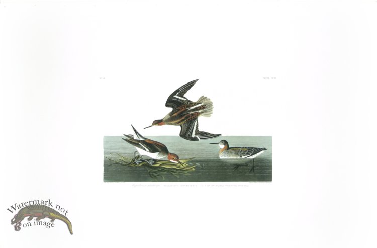 (image for) Hyperborean Phalarope