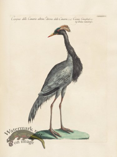 (image for) Manetti 436