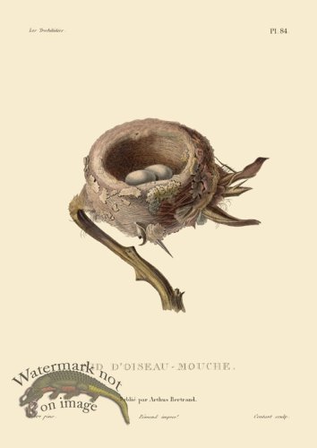 (image for) Hummingbird 84