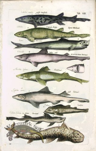 (image for) 1660_Sea_life_08