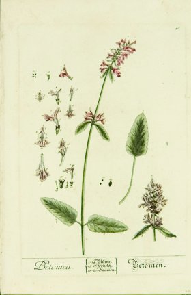 Blackwell German 217