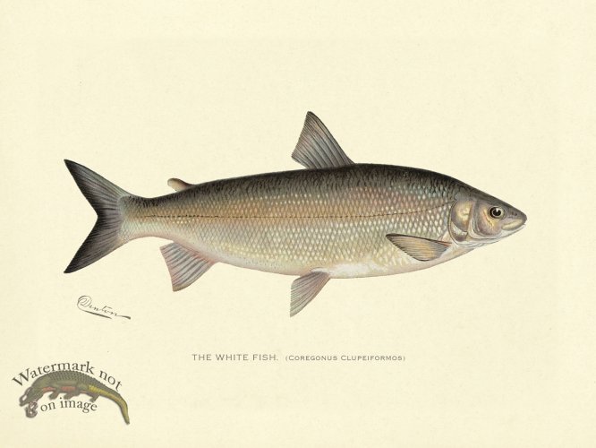 (image for) White Fish