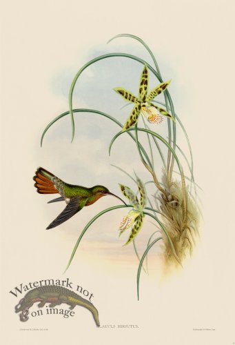 (image for) Gould Hummingbird 005