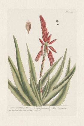 BEE 333 The Succotrinr Aloe