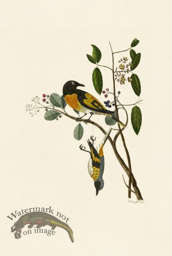 (image for) Pennant Zoology 095