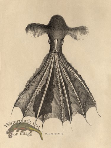 (image for) Octopus Tan 05