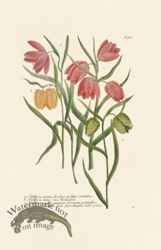 (image for) Weinmann PL 516