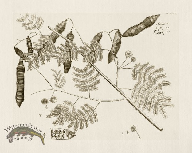 (image for) HORTUS VOl 06 04