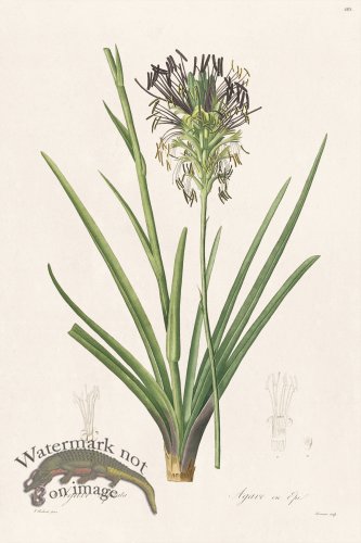 (image for) Les Liliacees Redoute 485