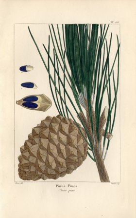 Stone Pine