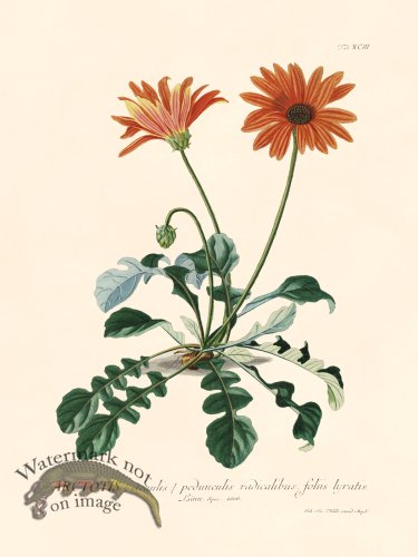 (image for) Trew Botanical 93