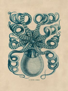 Octopus Teal 32
