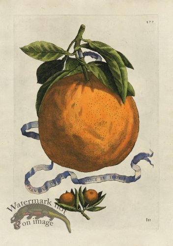 (image for) Ferrari 433