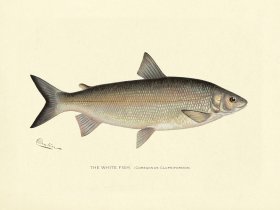 White Fish