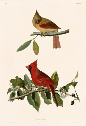 159 Cardinal Grosbeak