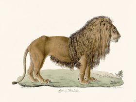 Cuvier 091 Lion of Barbaria