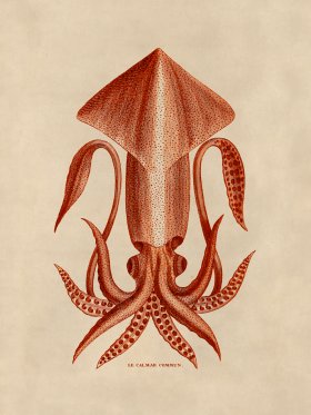 Octopus Orange 36