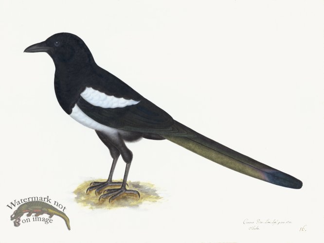 Rudbeck 016 Magpie 24x18