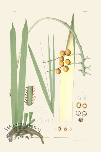 (image for) Rodrigues Palm Front 060