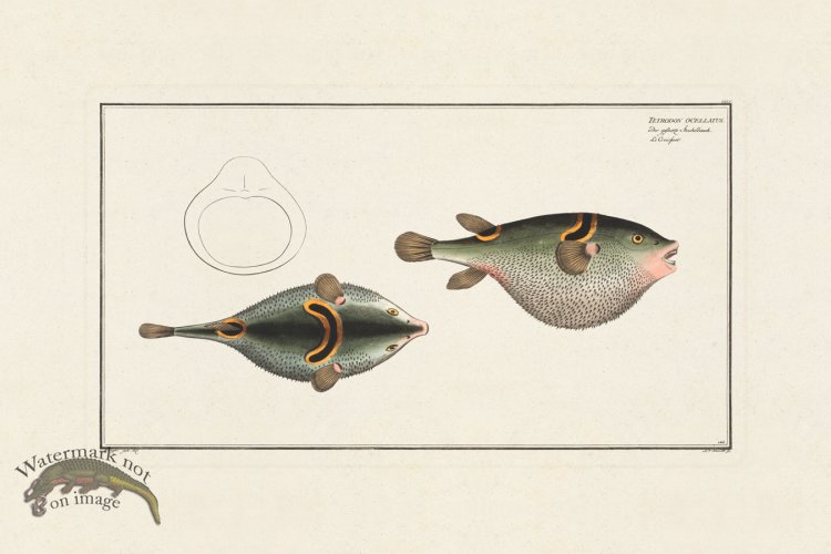 (image for) BLOCH FISH 145