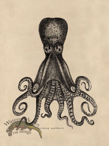 (image for) Octopus Tan 15