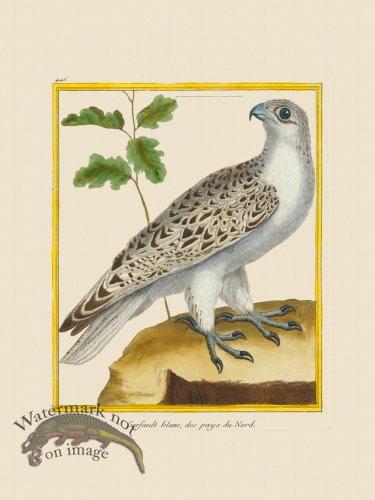(image for) Martinet Bird 446