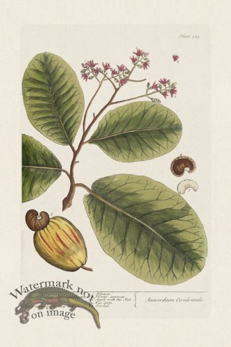 (image for) BEE 369 West India Anacardium