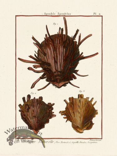 (image for) Diderot Shell 06