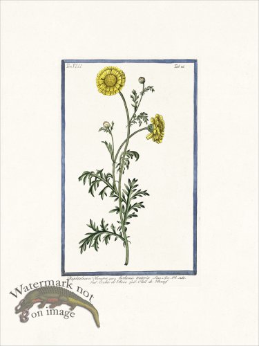 (image for) Bonelli V8 036