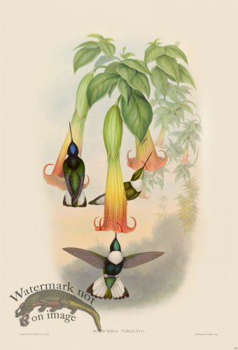 (image for) Gould Hummingbird 251