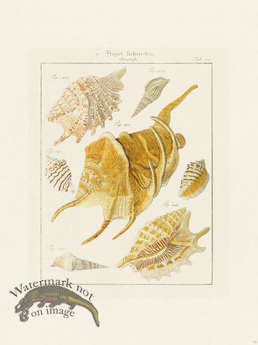 (image for) Martini Shells 099