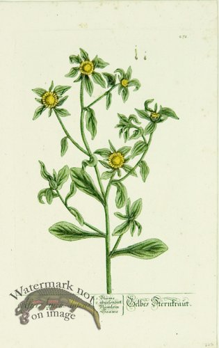 (image for) Blackwell German 060