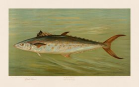 (image for) Spanish Mackerel