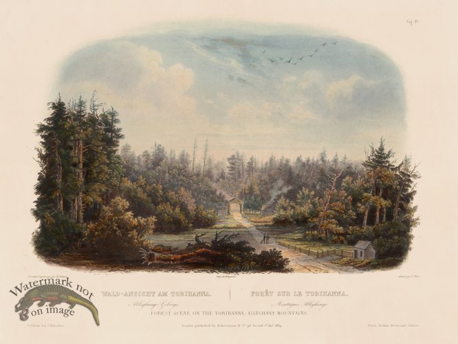 (image for) Forest on Tobihanna Vig 04