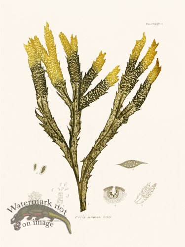 (image for) Bradbury Seaweed 138