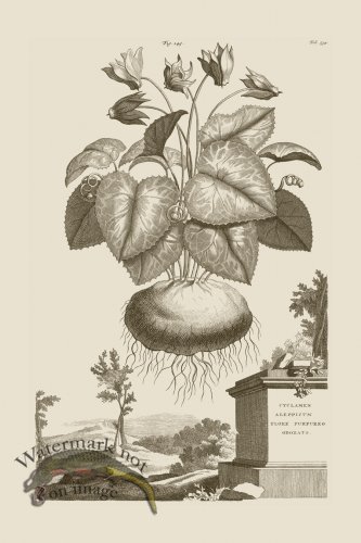 (image for) Abraham Munting 145