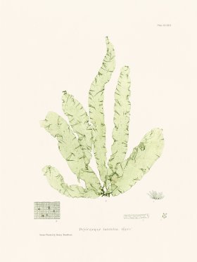 Bradbury Seaweed 163