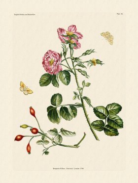 Wilkes Butterflies 082