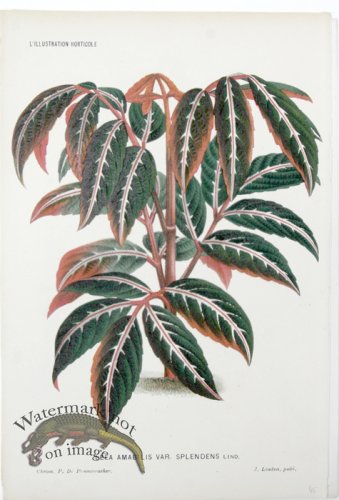 (image for) Horticult LP 16